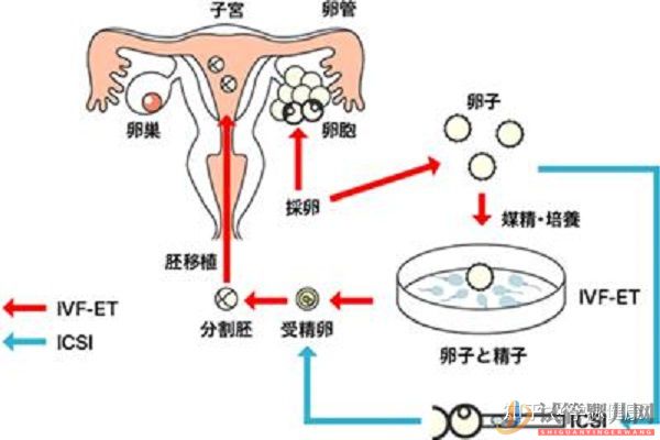 試管嬰兒和普通的嬰兒長大后啥區別_我國的首例試管(圖1)