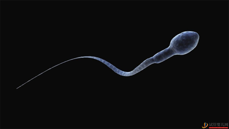 試管嬰兒取精的過程(圖1)