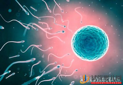 做試管嬰兒最詳細的講解,全部只要七步就能完成!(圖6) 做試管嬰兒最詳細的講解,全部只要七步就能完成!(圖6)