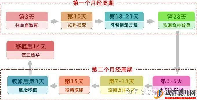 一個試管嬰兒周期多長時間,具體流程怎么樣(圖2)