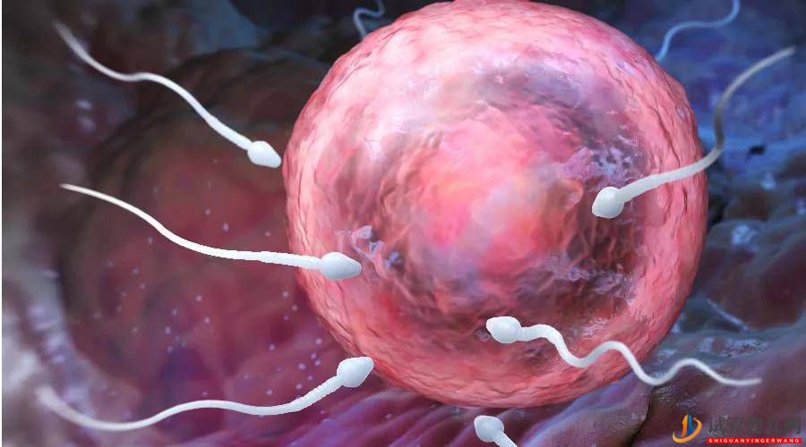 三代試管嬰兒移植后多久可以測到胎心?(圖1) 三代試管嬰兒移植后多久可以測到胎心?(圖1)