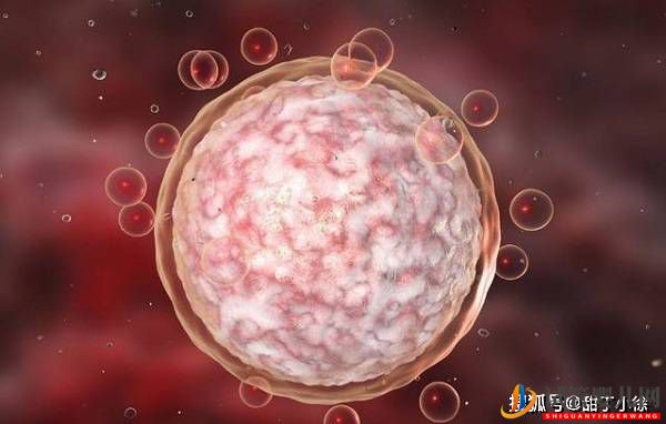 試管嬰兒中卵子和胚胎的關(guān)系(圖1) 試管嬰兒中卵子和胚胎的關(guān)系(圖1)