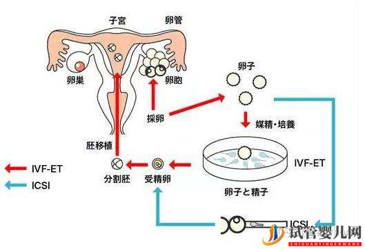 干貨_胚胎解凍和移植全過程(圖3)