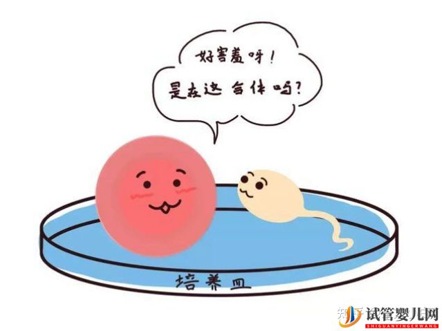 成都三代試管多少錢_公立醫院和服務機構有什么區別(圖2)