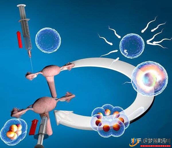 美國試管專家教你自測試管嬰兒成功率的方法(圖13)