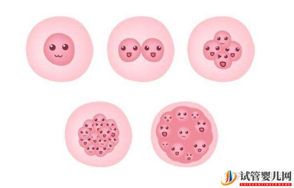 美國試管專家教你自測試管嬰兒成功率的方法(圖15)