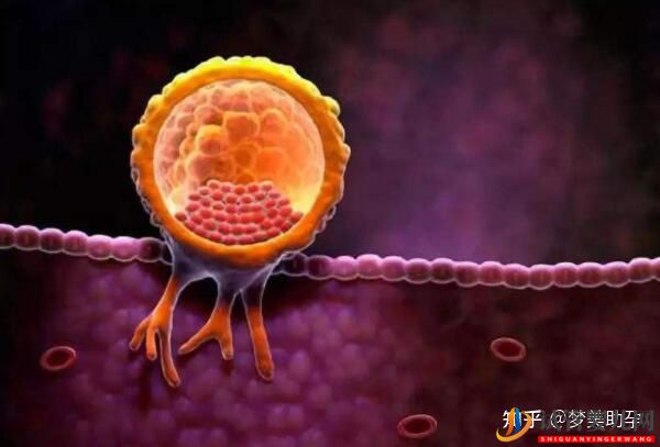 美國試管專家教你自測試管嬰兒成功率的方法(圖18)