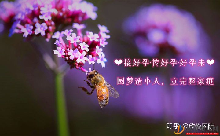 美國試管嬰兒成功率流程_海外試管嬰兒費(fèi)用流程咨詢(圖1)