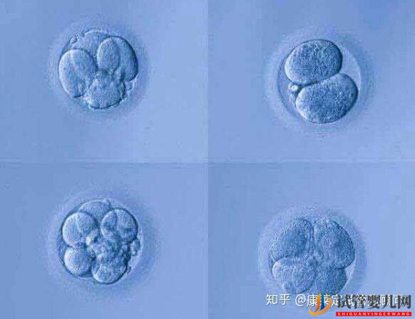 一張圖告訴你,為什么越來越多人做泰國試管嬰兒(圖2)