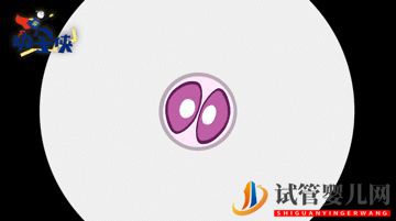 當家視頻_試管嬰兒的步驟、預算和時間管理(圖6) 當家視頻_試管嬰兒的步驟、預算和時間管理(圖6)