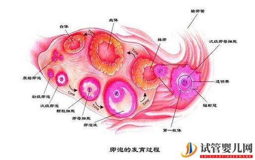 女性卵泡發育不良怎么做試管嬰兒(圖1)