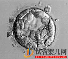 美國試管嬰兒_這樣的囊胚才是極好的(圖13) 美國試管嬰兒_這樣的囊胚才是極好的(圖13)