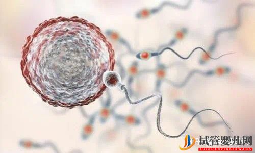 第三代試管嬰兒生出來的孩子健康嗎(圖2) 第三代試管嬰兒生出來的孩子健康嗎(圖2)