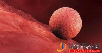 第三代試管最少要幾個囊胚才算穩妥(圖2)