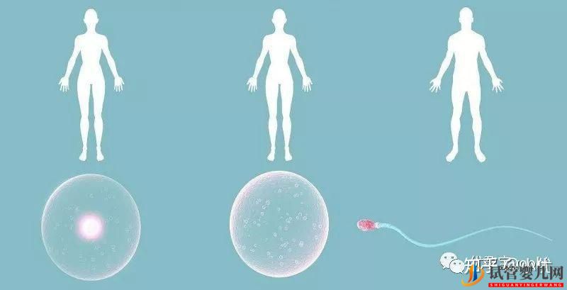 試管嬰兒網(wǎng):竟然有人說,試管嬰兒90%不是自己的(圖5) 竟然有人說,試管嬰兒90%不是自己的(圖3)