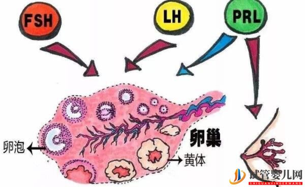 美國試管成功率的關(guān)鍵-獲得健康卵子(圖2)
