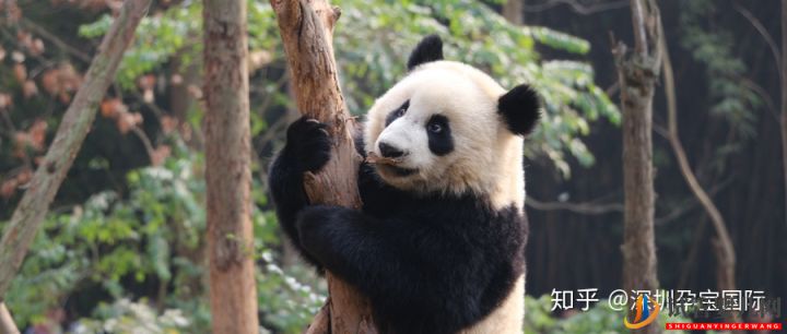 試管嬰兒網(wǎng):四川試管嬰兒醫(yī)院排行榜,費(fèi)用、成功率介紹,四川首...(圖14) 四川試管嬰兒醫(yī)院排行榜,費(fèi)用、成功率介紹(圖7)