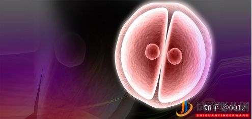 試管嬰兒生雙胞胎的幾率有多大(圖2)