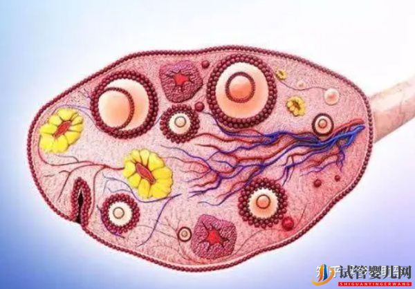 赴美試管前行程安排與美國試管嬰兒的步驟流程詳解(圖11) 赴美試管前行程安排與美國試管嬰兒的步驟流程詳解(圖6)