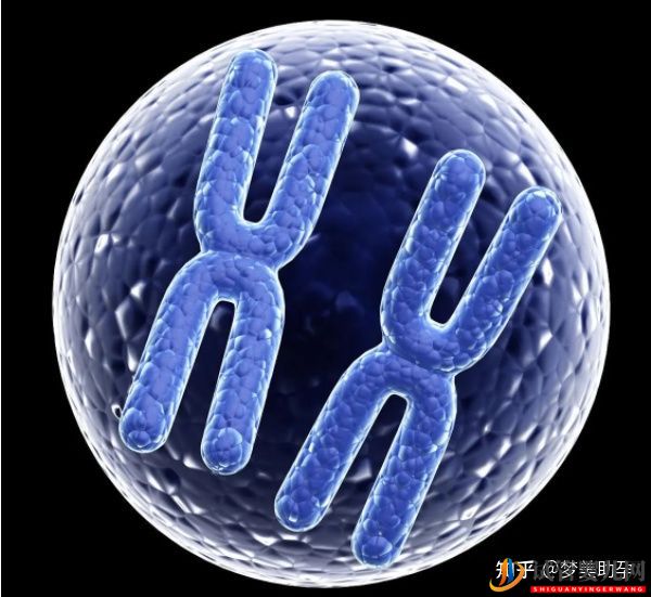 赴美試管嬰兒的成功率有多少呢-夢美(試管嬰兒多少錢)(圖12) 赴美試管嬰兒的成功率有多少呢(圖6)