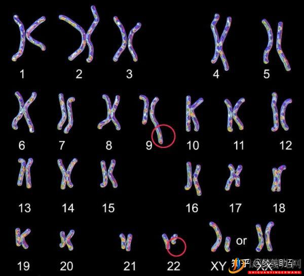 赴美試管嬰兒的成功率有多少呢-夢美(試管嬰兒多少錢)(圖10) 赴美試管嬰兒的成功率有多少呢(圖5)