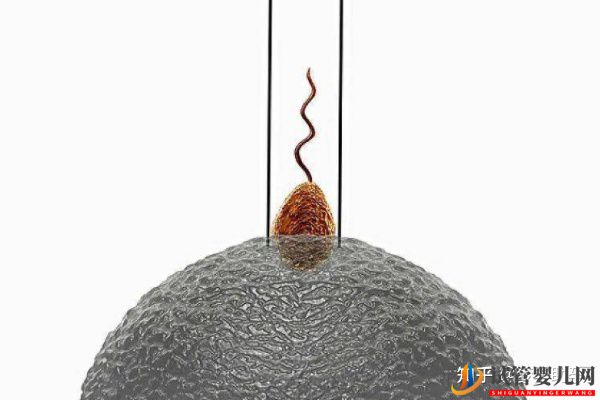 赴美試管嬰兒要經歷哪些流程呢-夢美(試管嬰兒多少錢)(圖8) 赴美試管嬰兒要經歷哪些流程呢(圖4)