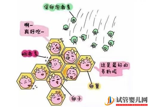 三代試管對女性身體有很大傷害嗎(圖3) 三代試管對女性身體有很大傷害嗎(圖2)