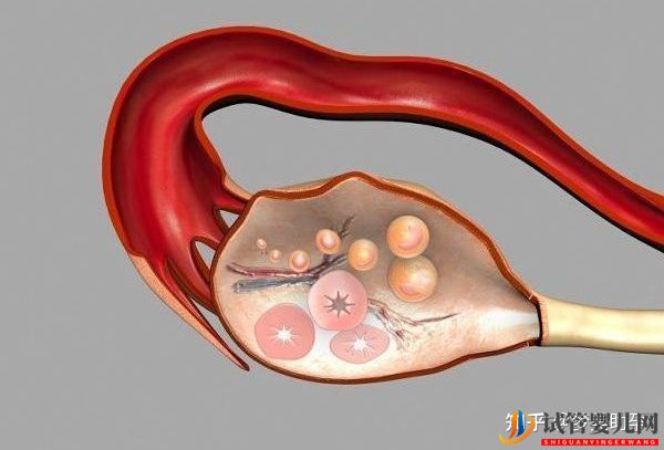 大齡女性去美國試管嬰兒成功率高嗎(試管嬰兒多少錢)(圖3) 大齡女性去美國試管嬰兒成功率高嗎(圖2)