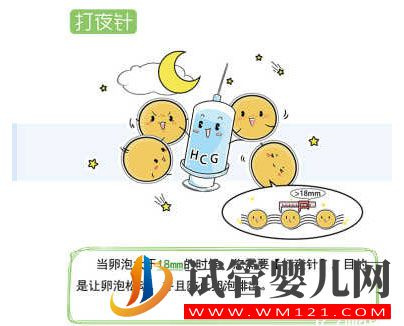 試管嬰兒流程步驟說明 試管嬰兒流程步驟說明(圖6)