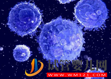 試管胚胎移植為什么不能用原腸胚(圖1)