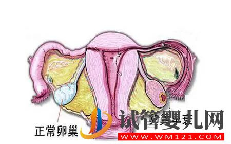 卵巢早衰備孕這么做(圖1)