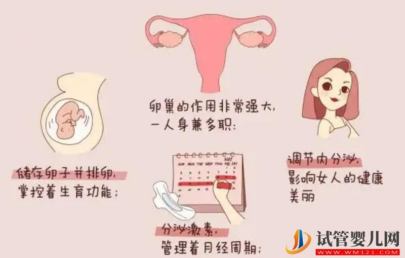 從AMH值來分析試管嬰兒成功率(圖1) 從AMH值來分析試管嬰兒成功率(圖1)