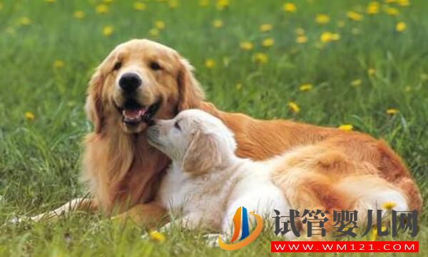 做試管發生卵巢刺激綜合征怎么辦?(圖3) 做試管發生卵巢刺激綜合征怎么辦?(圖3)