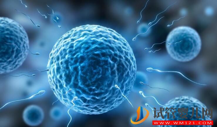 做試管嬰兒反復失敗的原因?(圖3) 做試管嬰兒反復失敗的原因?(圖3)