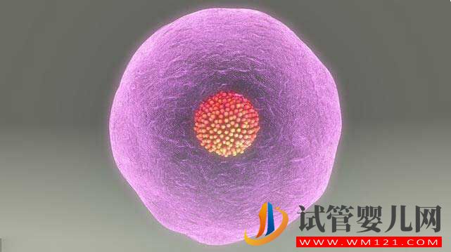 試管嬰兒胚胎選擇看“顏值”，長得好看才能被移植！(圖1)