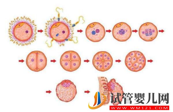做試管嬰兒促排出現空卵泡是為什么?該怎么辦(圖1) 做試管嬰兒促排出現空卵泡是為什么?該怎么辦(圖1)