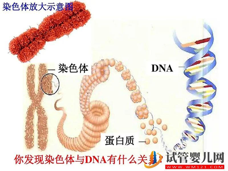 染色體異常胎停引產(chǎn)花17萬(wàn)做第三代試管嬰兒成功懷上健康男孩(圖4)