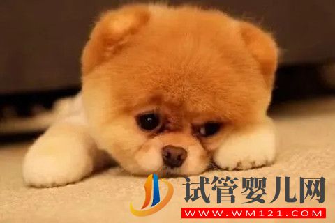 1640756140905128.jpg 精神壓力大、情緒不好真的會影響試管嬰兒最終的結(jié)果(圖1)