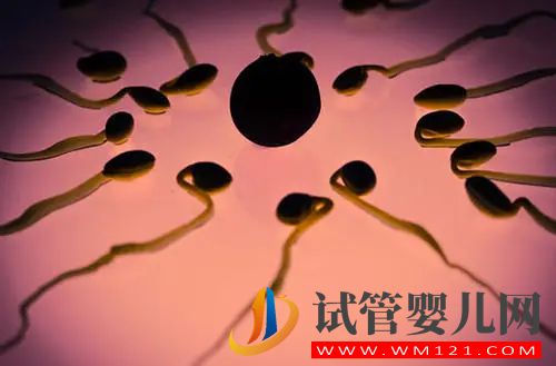 百分百生男孩的方法訣竅很多人已經(jīng)通過它成功生下男孩(圖2)