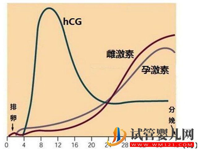 根據(jù)hcg的翻倍規(guī)律可以看出是雙胎嗎？(圖2)