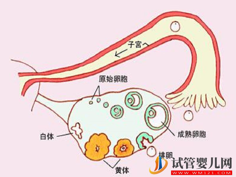 卵巢功能好壞檢測怎么看？建議了解一下fsh、amh(圖3)