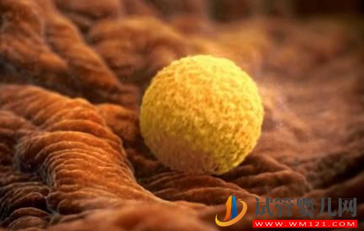 卵泡沒卵子不要慌，谷類食物來幫忙(圖2)