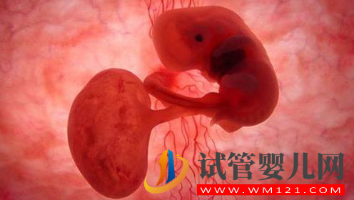 如何早期診斷胎停育？(圖1)