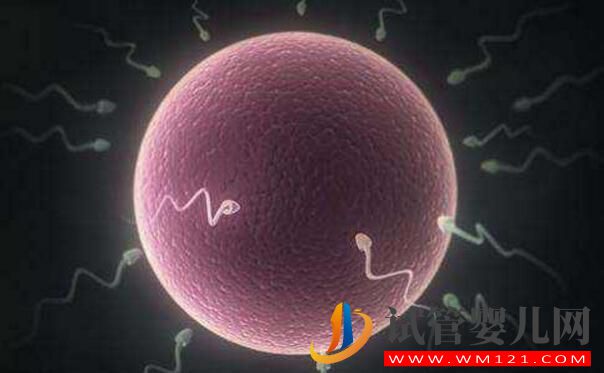 試管嬰兒鮮胚移植成功率高嗎?哪些情況不能移植鮮胚(圖4) 試管嬰兒鮮胚移植成功率高嗎?哪些情況不能移植鮮胚(圖4)