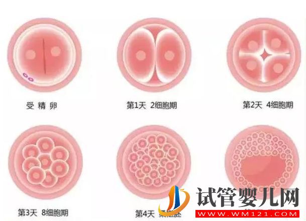 試管嬰兒囊胚移植的成功率高(圖1)