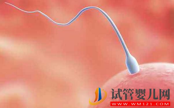 做試管嬰兒后突然自然懷孕是為什么(圖2) 做試管嬰兒后突然自然懷孕是為什么(圖2)