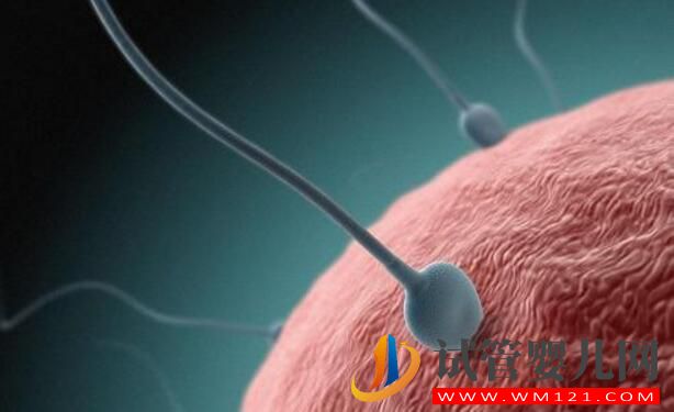 做試管嬰兒后突然自然懷孕是為什么(圖3) 做試管嬰兒后突然自然懷孕是為什么(圖3)