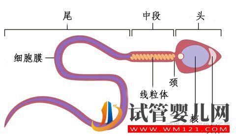 一代試管和二代試管的區別_畸形率高影響試管成功率(圖6)