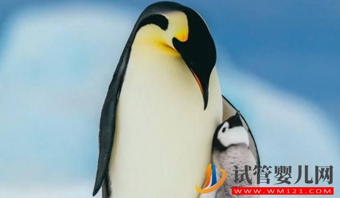 小腦萎縮為什么會被人們稱為企鵝家族(圖1)