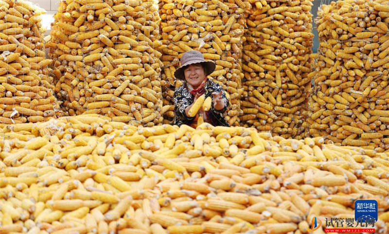 全國糧食總產量達13731億斤 實現增產豐收(圖4)